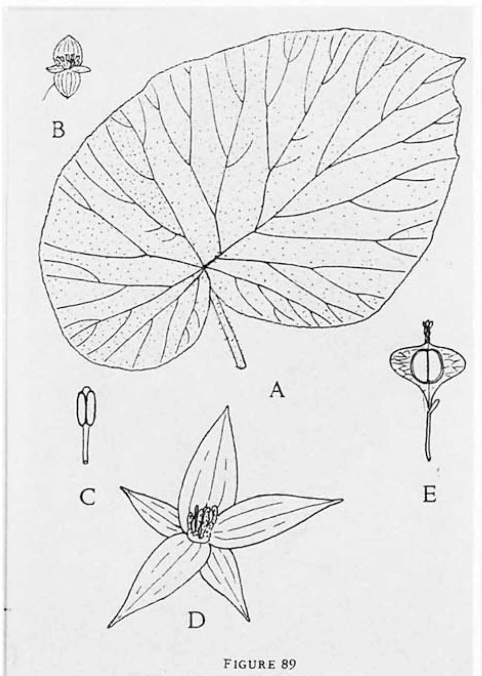 B. otophylla